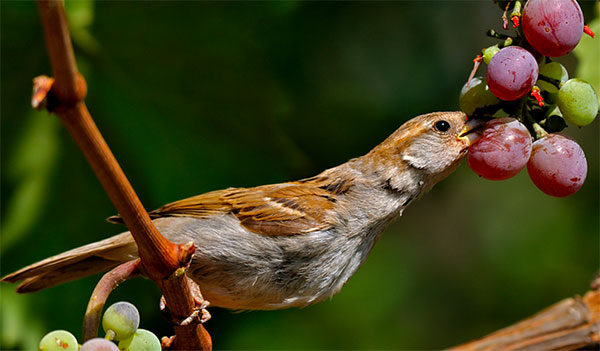 The Types of Birds That Are a Threat to Grapes