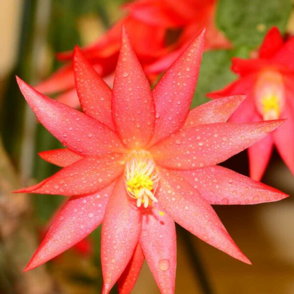 Watering and Fertilizing easter cactus