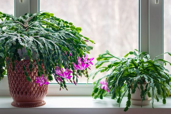 What is a Thanksgiving Cactus?
