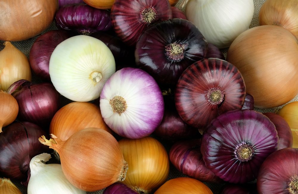 When to harvest onions-
