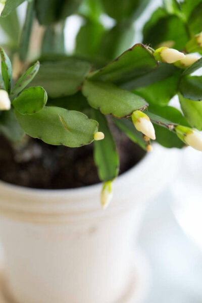 Where to Place Your Easter Cactus