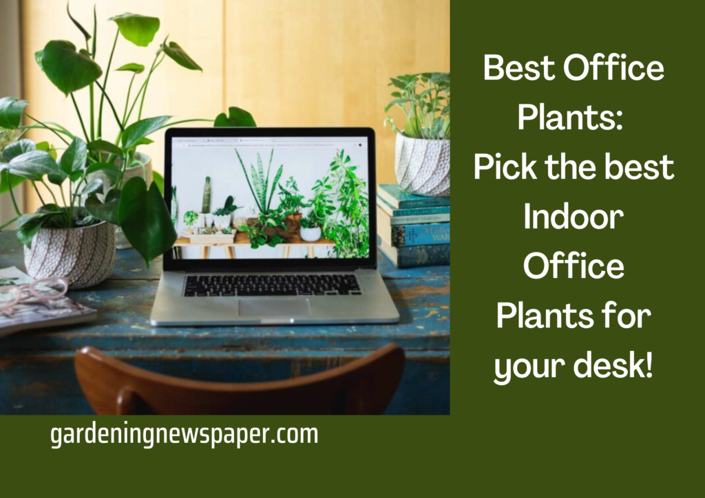 Best Office Plants