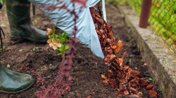 mulching for frost protection