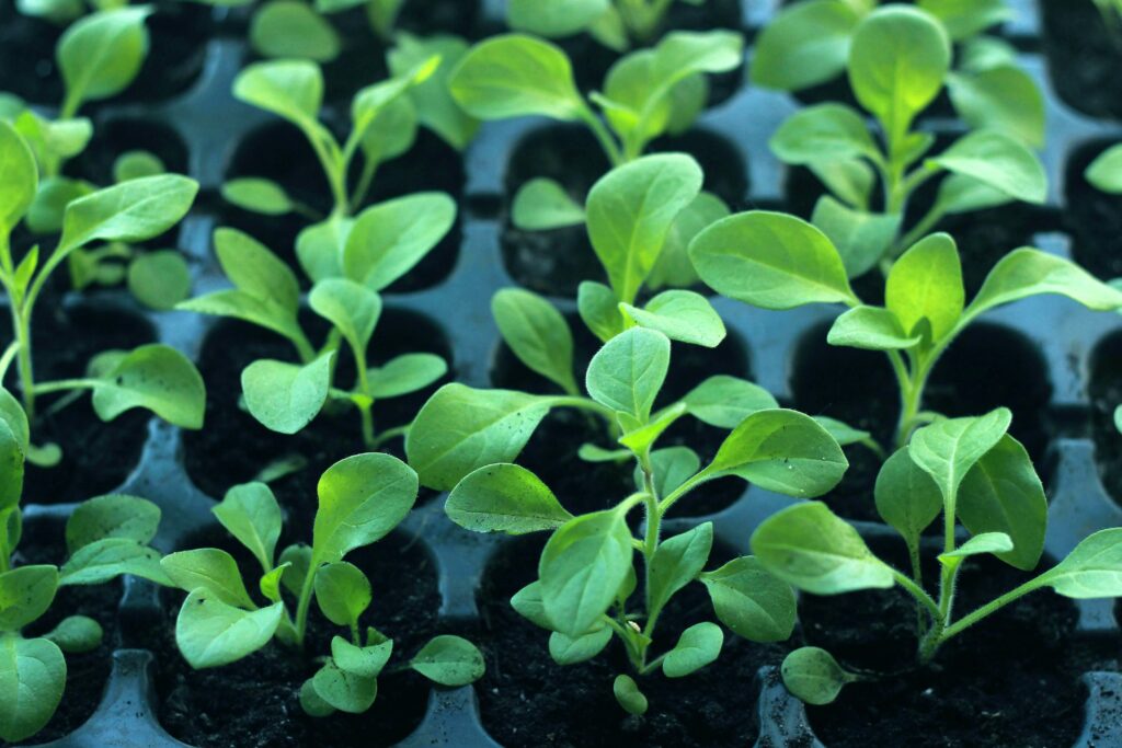 Hardening off seedlings - Get your plants transplant-ready!