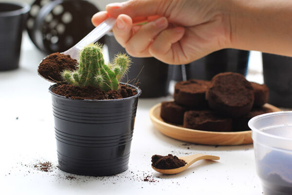 Are Coffee Grounds Good for Cactus Soil