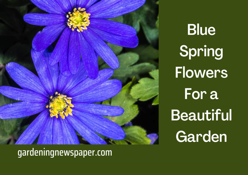 Blue Spring Flowers for a Beautiful Garden