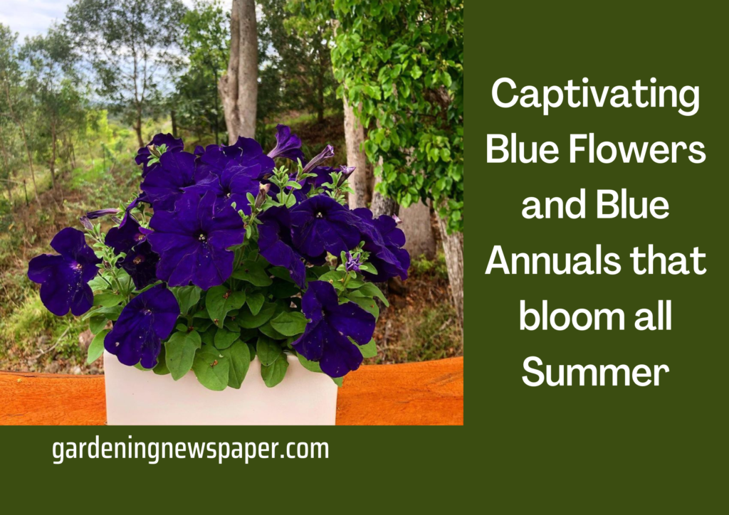 Blue Annuals that bloom all Summer