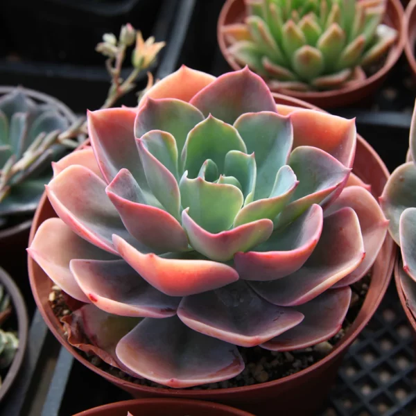 Choosing the Right Succulents
