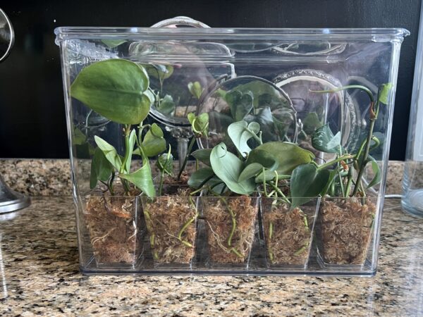 Containers for Plant Propagation