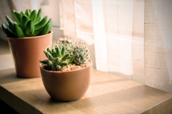Creating an Ideal Growing Environment For Succulent Plants