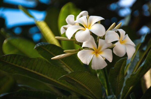 Extra Care Tips for Planting Plumeria Trees