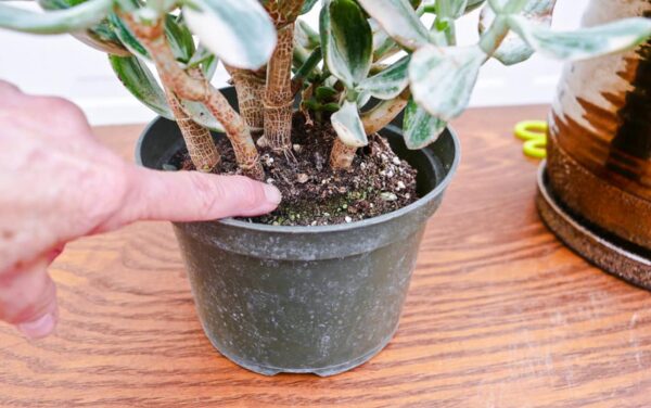 How to make plant soil jade
