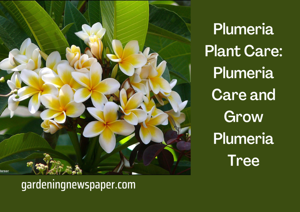 Plumeria Plant Care: Plumeria Care and Grow Plumeria Tree