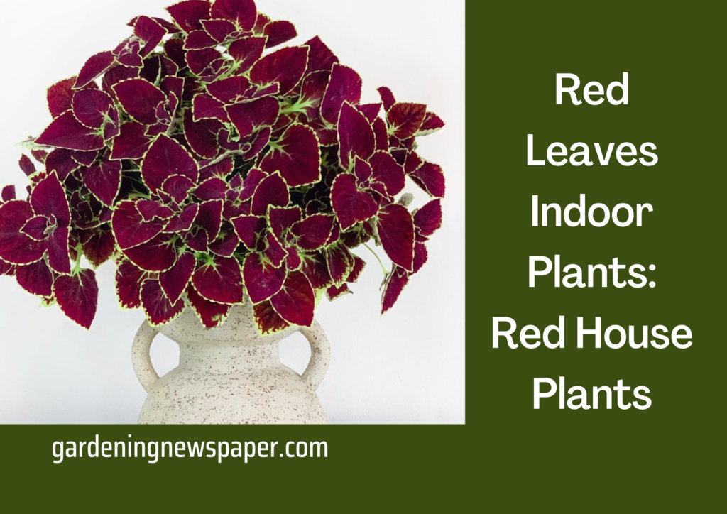 Red Leaves Indoor Plants
