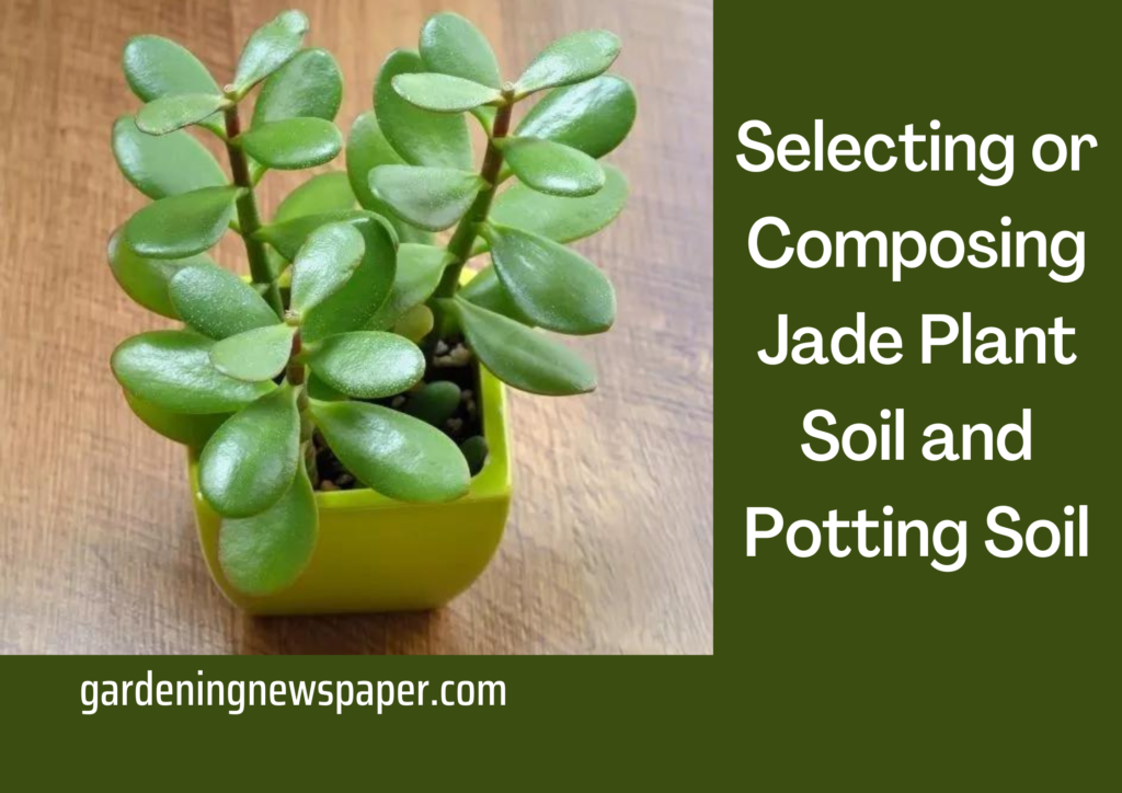 Selecting or Composing Jade Plant Soil and Potting Soil