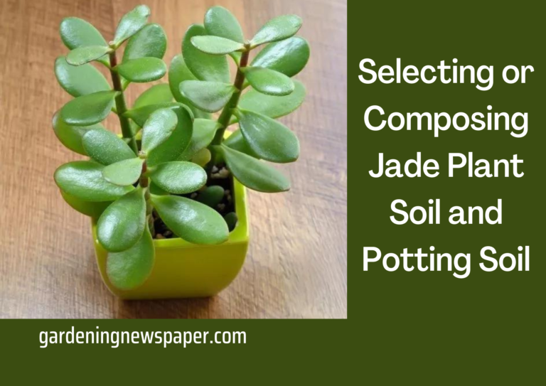 Selecting or Composing Jade Plant Soil and Potting Soil Gardening