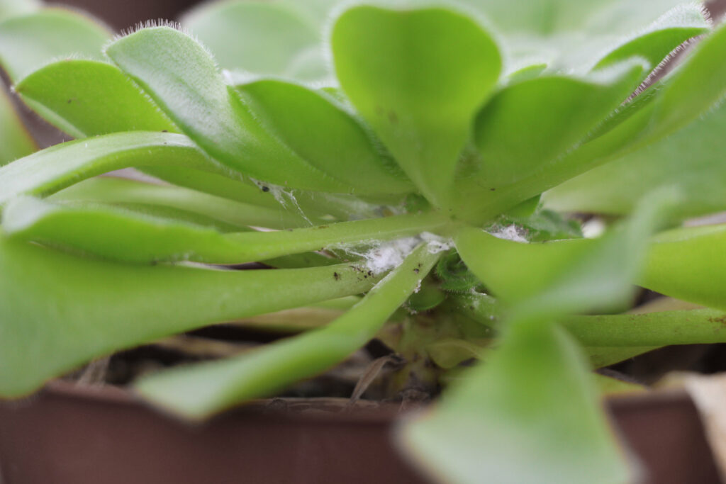Spotting Pests and Diseases For Succulent Care