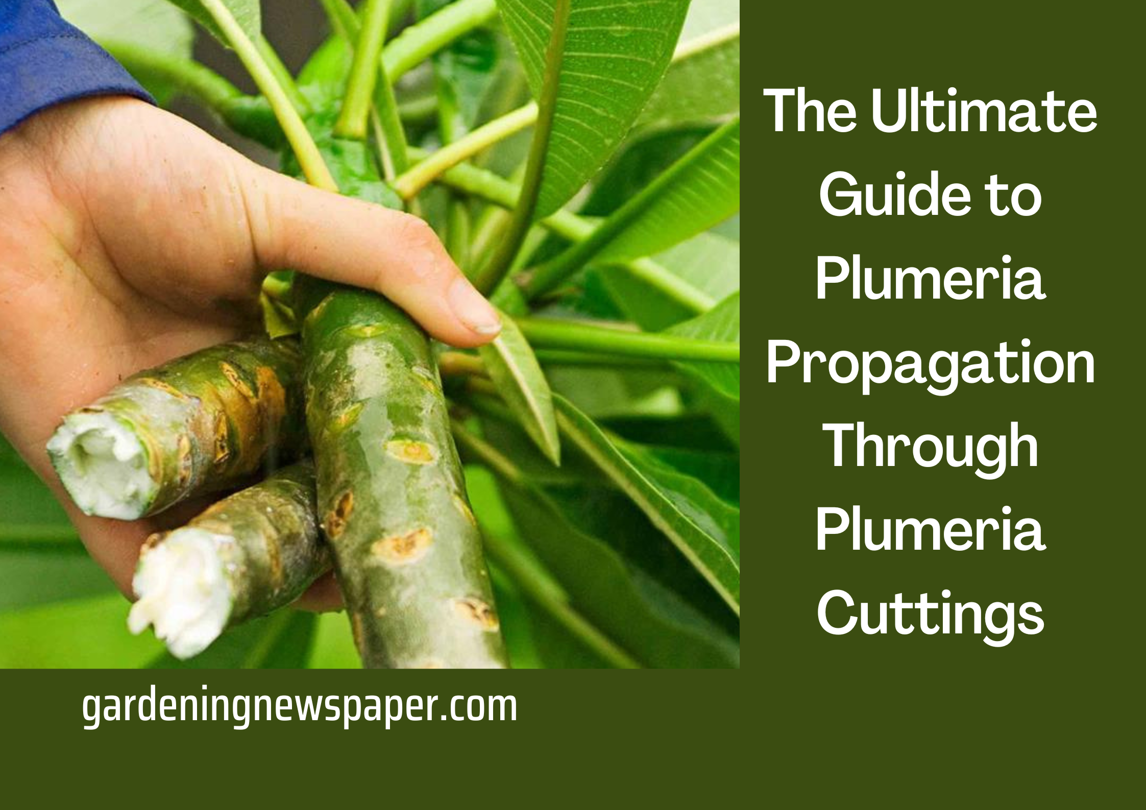 The Ultimate Guide to Plumeria Propagation Through Plumeria Cuttings
