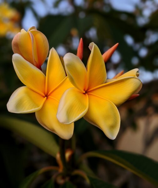The beauty of Plumeria Flowers