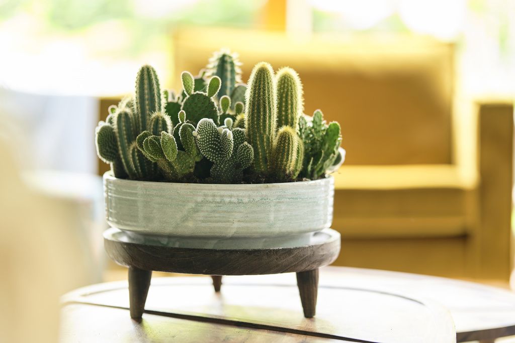 Tips for Growing Healthy Cacti with Homemade Cactus Soil