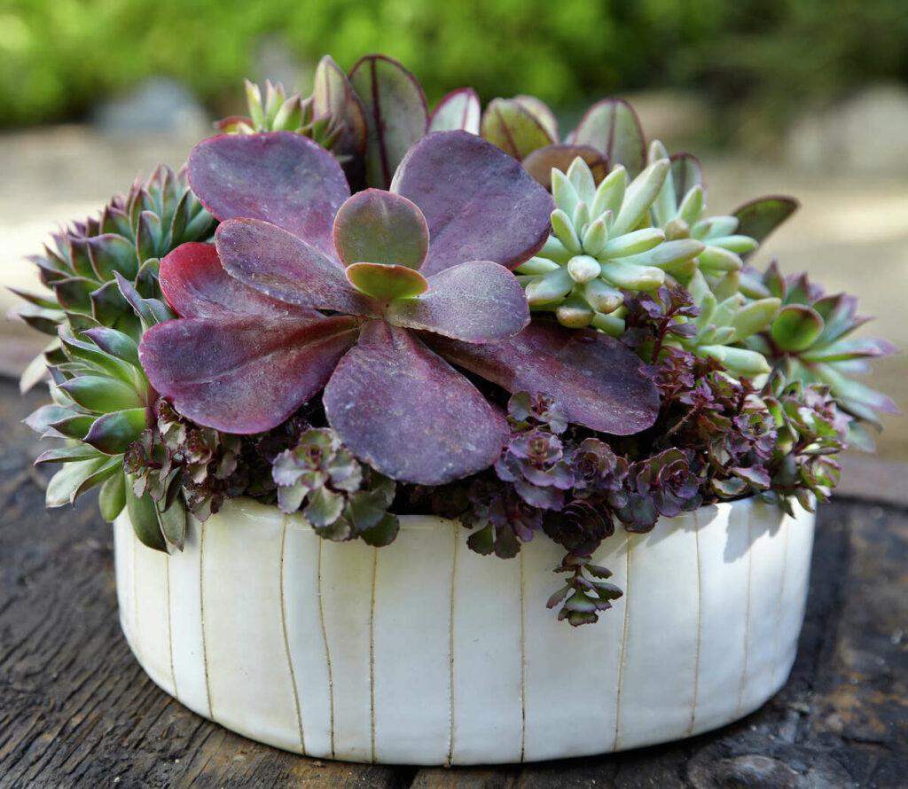 Tips for Healthy Succulents