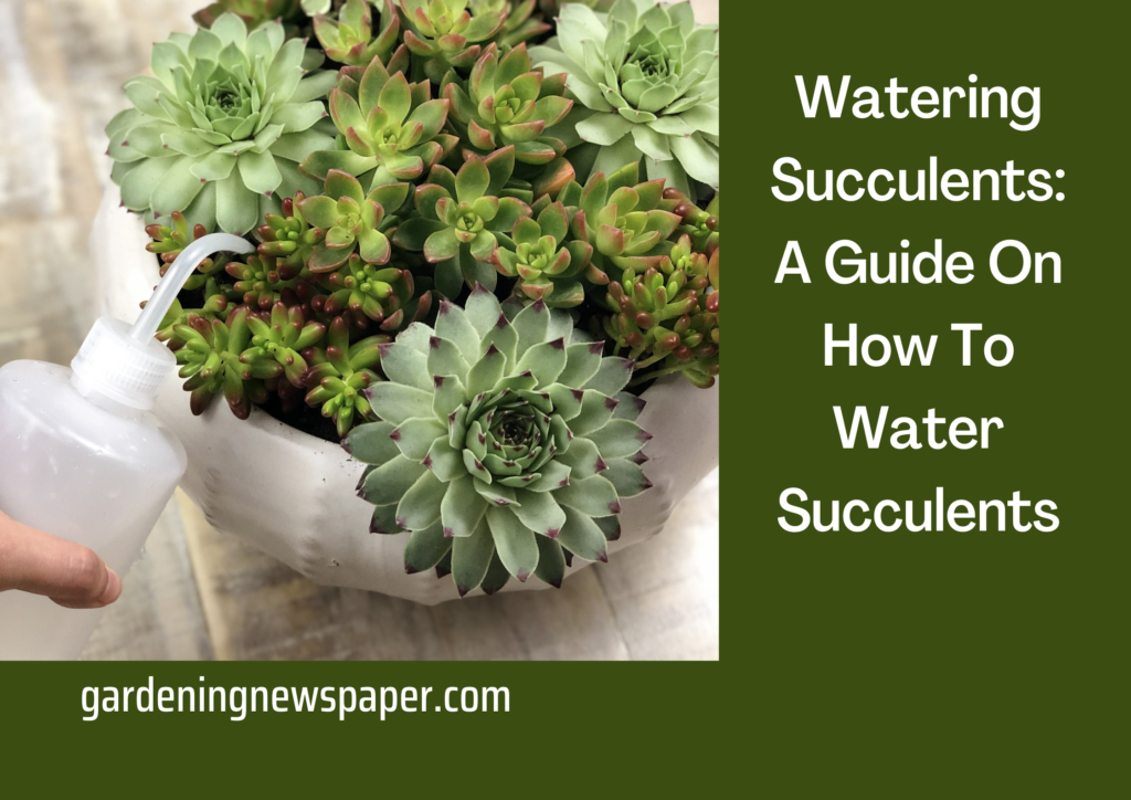 Watering Succulents