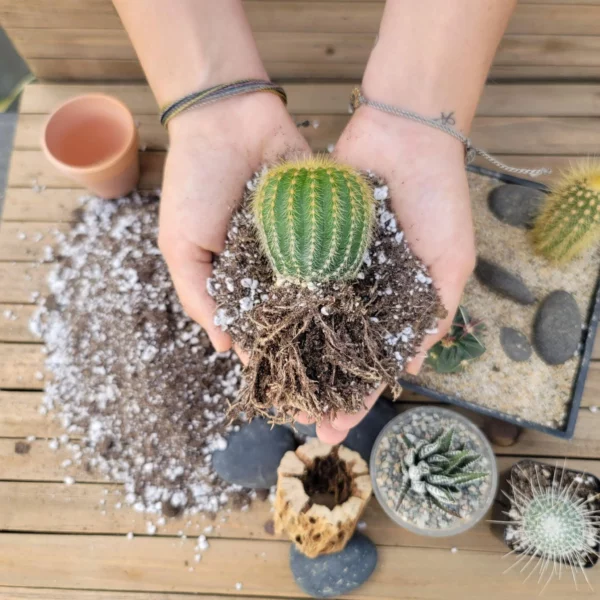 What is DIY Cactus Soil Mix?