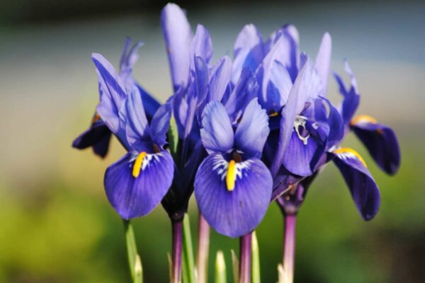 Iris Reticulata
