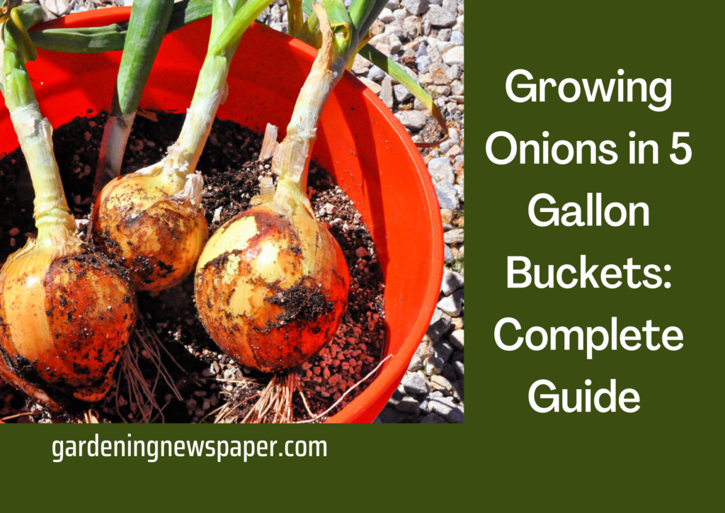 Growing Onions in 5 Gallon Buckets